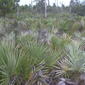 Saw Palmetto (Serenoa repens) (Deering Park, Florida)