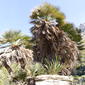 Chamaerops humilis