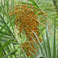 Wild Date Palm (Phoenix reclinata) fruits